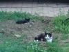 30. Les chats d_Alex.jpg